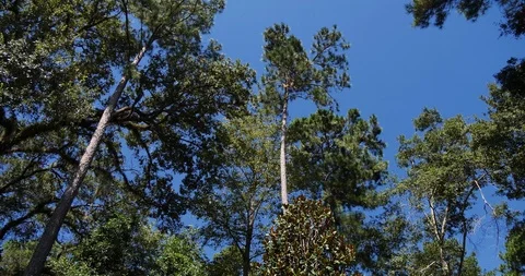 Quick tilt down pan right wide shot Welcome to Florida sign, Desantis Governor Stock Footage 118217698