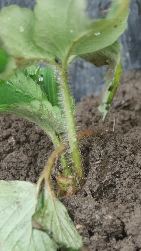 A quick vertical sequence of a strawberry plant being placed into rich black Video stock 334052062