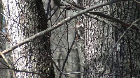 Quick weasel in a forest Video stock 68325909