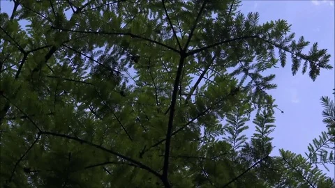 Quick zoom into tree branches Stock Footage 74674717