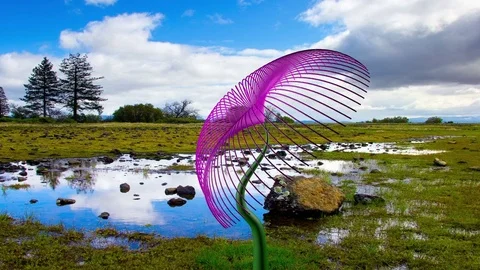 Quickly grows the enigmatic flower. Stock Footage 76675297