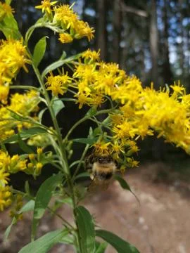 Quickly  INSECT  macro Stock Photos