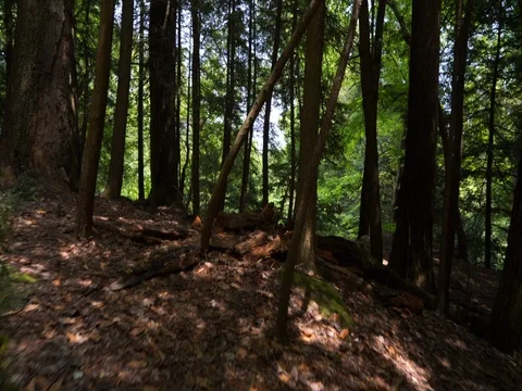 Quickly moving between trees in green forest stabilized Stock Footage 82686335