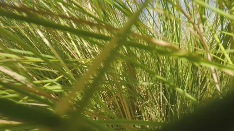 Quickly moving in grass Stock-Footage 96450669
