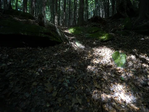 Quickly moving up hill through trees in forest Stock Footage 82662881