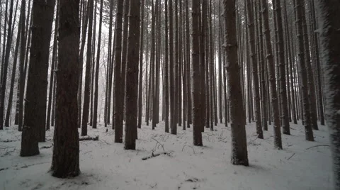 Quickly moving through forest of tall pines covered in freshly fallen snow Stock Footage 60859135