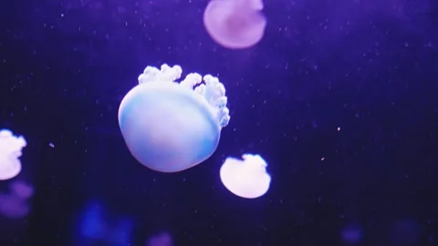 Quickly mp4ing translucent light color jellyfish Stock Footage 296550794