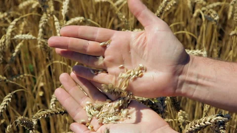 Quickly run of wheat seeds between hands in the field Stock Footage 102167592