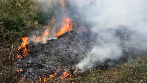 Quickly spreading wildfire close up footage Stock Footage 162624253