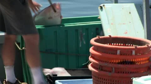 Quickly unloading catch of the day Stock Footage 12277836