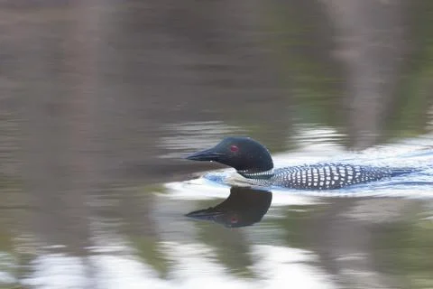 QuickSilver Stock Photos