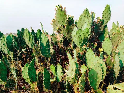 Quickthorn plants Foto stock