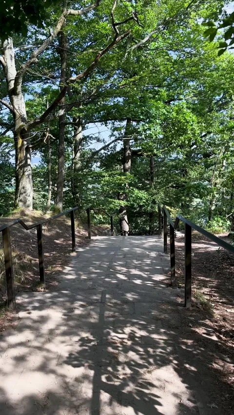 A quiet and peaceful forest path surrounded by beautiful greenery Stock Footage 303894487