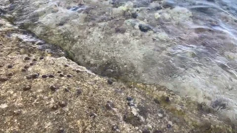Quiet and slow movement of some calm in mallorca beach. Rocks with soft waves Stock Footage 116744222