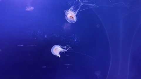 Quiet aquatic environment showcasing glowing jellyfish Stock Footage 331513861