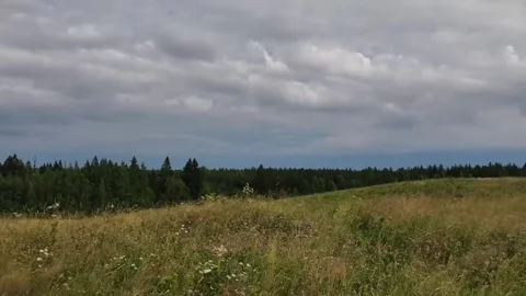 The quiet atmosphere of the expanse of grass Stock Footage 316799432