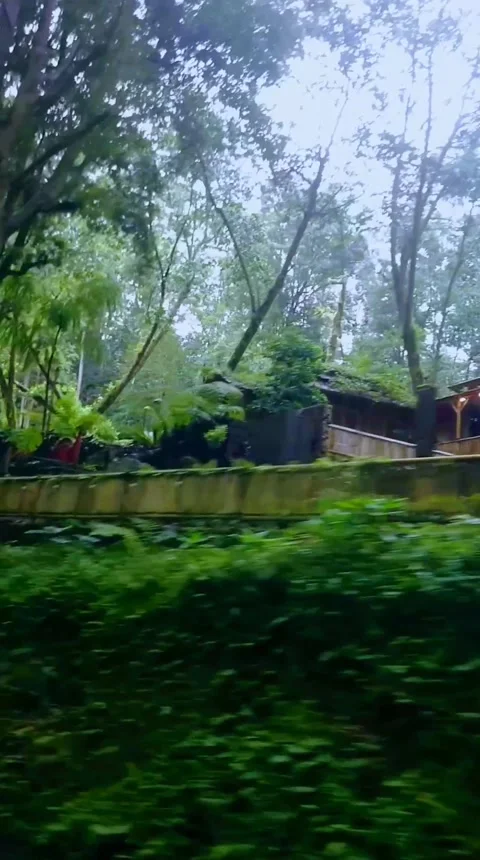 Quiet atmosphere with green trees Stock Footage 229639992
