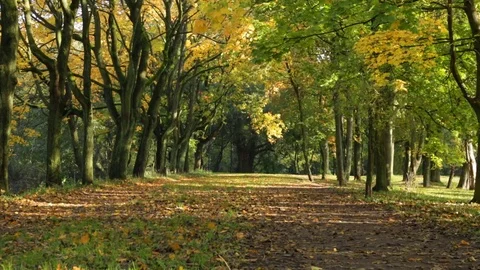 Quiet autumn forest 動画素材 84771941