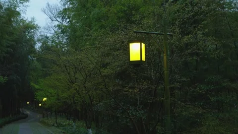 Quiet bamboo forest paths and street lamps at night Stock Footage 312987648