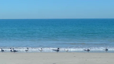Quiet Beach With Seagulls At Rest Stock Footage 79082322