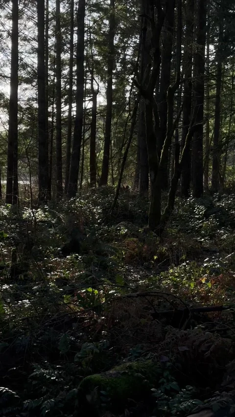Quiet beautiful forest during the day ferns and pines Stock Footage 241029989