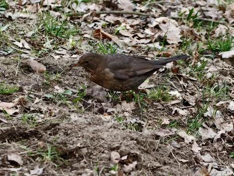 Quiet blackbird resting on patchy grass with attentive gaze among fallen le.. 写真素材