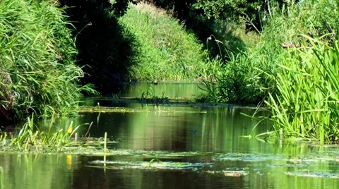 Quiet brook HD Stock-Footage 53498187