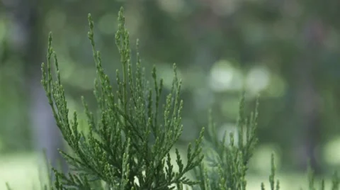 Quiet Bush Stock Footage 51533269