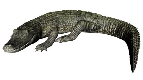 Quiet caiman - 3D render Stock Illustration