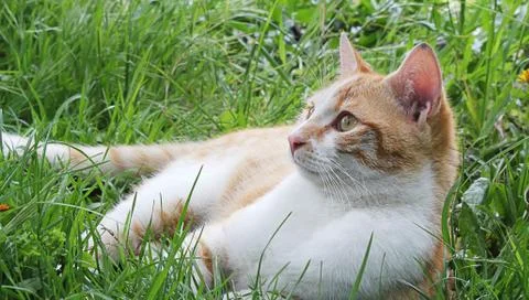 Quiet cat Foto stock