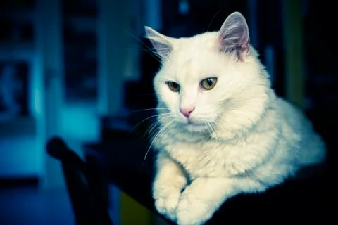 Quiet cat on the table Stock Photos