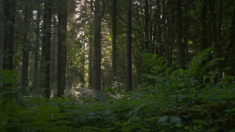 Quiet Conifer Stand with Low Sun Hitting Fern Undergrowth 4K Stock Footage 341849715
