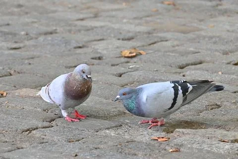 A Quiet Conversation Between Two Pigeons Stock Photos