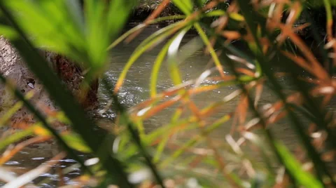 Quiet creek Stock Footage 42564620