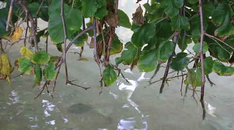 Quiet creek Stock Footage 42564998