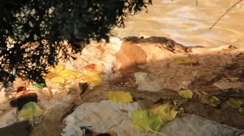 Quiet creek Stock Footage 42566881