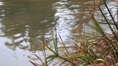 Quiet creek Stock Footage 42567270