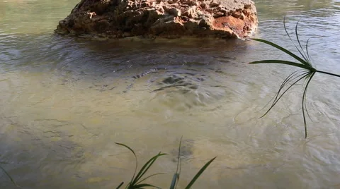 Quiet creek Stock Footage 42568547