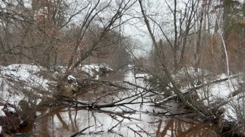 A quiet creek in the middle of the forest Video stock 230029559