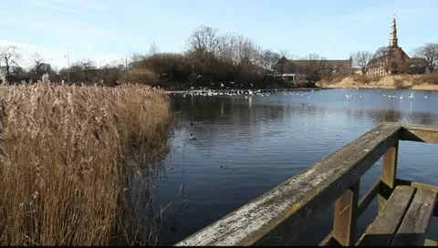 Quiet Day By The Lake Video stock 10804668