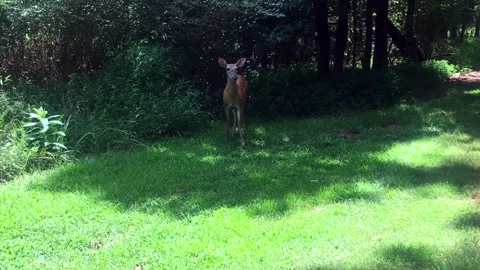 Quiet Deer Munches Grass While Looking At Something In The Distance In A Geor Stock Footage 138672163