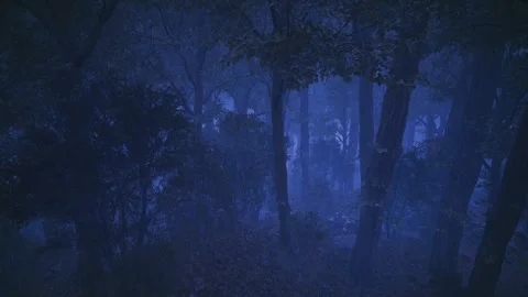 Quiet Drizzle Woods Stock Footage 321469158
