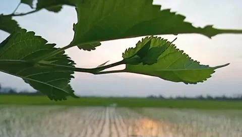 The quiet of dusk in the green rice fields with beautiful hanging leaves. 库存影片 334059606