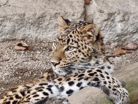 Quiet Environment Illustrating Content Leopard Lying Amidst Natural Surroun.. 写真素材