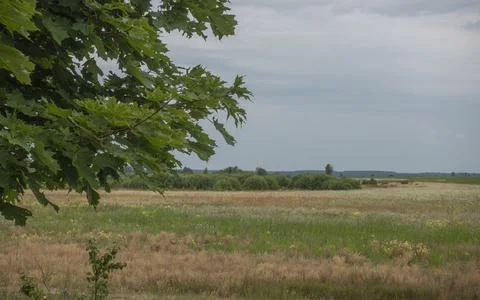 Quiet evening in the meadow 库存照片