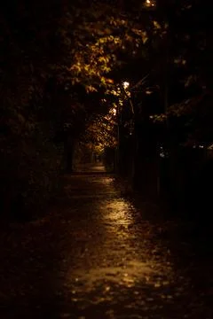 Quiet Evening Stroll on a Tree-Lined Path Illuminated by Street Lights During Stock Photos