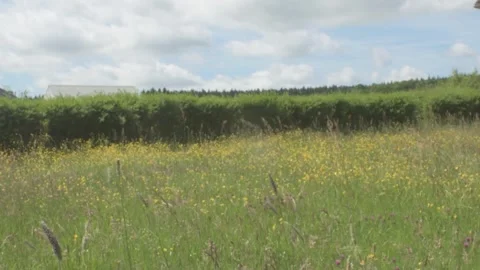 Quiet Field in Middle of Afternoon with Distant Buildings and Forest Stock Footage 325263181