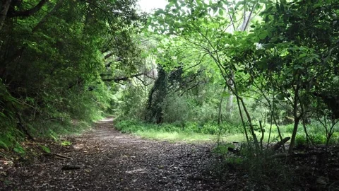 Quiet forest 002 Stock Footage 319907496