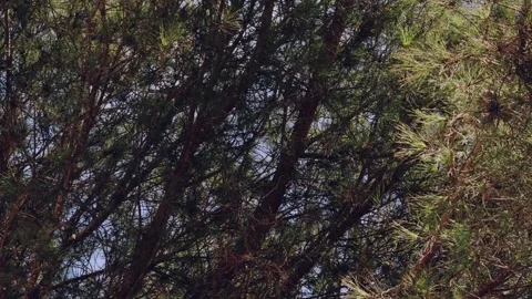 Quiet Forest Canopy of Pine Trees Stock Footage 290780037