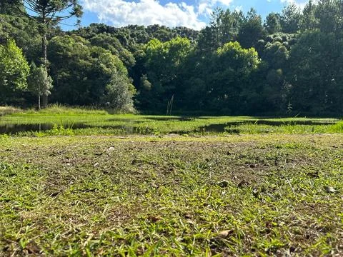 Quiet forest clearing with pond Stock Photos